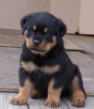 Registered Rottweiler puppies