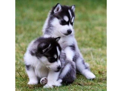 Lovely Siberian husky Puppies Image eClassifieds4u