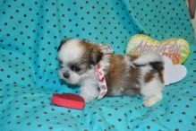 Two beautiful Shih Tzu puppies for adoption