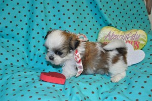 Two beautiful Shih Tzu puppies for adoption Image eClassifieds4u