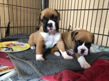 Male and female Boxer puppies