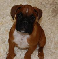 AKC Boxer Puppies