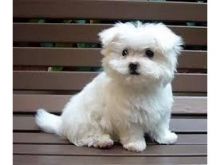 Cute male and female Maltese Puppies available