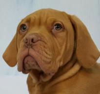 Dogue -De-Bordeuax Puppies for sale