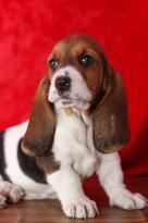 Healthy Basset Hound Pups for sale