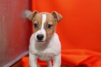 Lovely Jack Russell Terrier Puppies for Sale