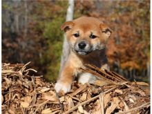 Lovely Shiba Inu puppies