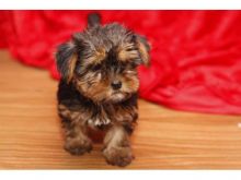 male and female adorable Yorkshire terrier puppies