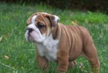 male and female English bulldog puppies