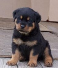 male and female Rottweiler Puppies