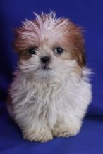male and female Shih Tzu puppies