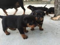 Special little Rottweiler puppies