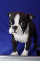 Excellent Collie Puppies Now available Image eClassifieds4u