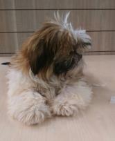 Beautiful Imperial Shih Tzu Puppies for Adoption Image eClassifieds4U