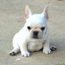 French Bulldog Puppies For sale Image eClassifieds4U