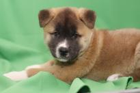 POTTY TRAINED AKITA PUPPIES FOR CARING HOME