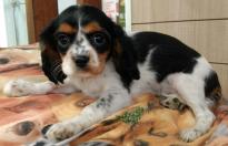 Cavalier puppies 11 wks old ready today!!!!