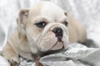 English Bulldog Puppies for sale