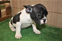 French Bulldog Puppies For sale