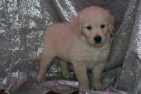 Golden Retriever puppies Now Available
