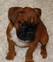 Healthy Boxer Puppies for Good Homes