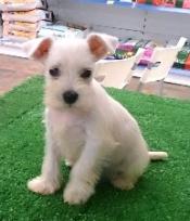 both male and female Miniature Schnauzer Puppies Image eClassifieds4u
