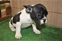 French Bulldog Puppies For sale Image eClassifieds4u
