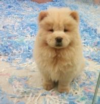 Lovely Chow Chow Puppies Image eClassifieds4u