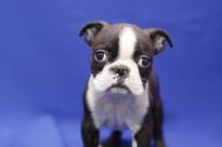 Border Collie Puppies for Sale Image eClassifieds4U