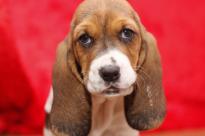 Healthy Basset Hound Pups for sale Image eClassifieds4U