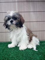 Shih Tzu Puppies for Sale Image eClassifieds4U