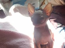 Stuning Chihuahua puppies Image eClassifieds4U