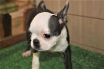 Very healthy and cute Boston Terrier puppies for you. Image eClassifieds4U