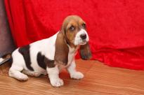 Adorable Basset Hound Pups for Sale