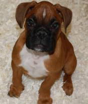 AKC Boxer Puppies