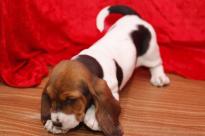 Amazing Male and female basset hound puppies for sale
