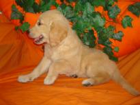 Attractive Golden Retriever Puppies