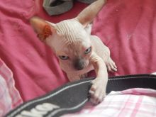 Beutifull Chihuahua Puppies for Rehoming