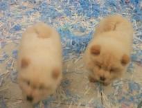 Charming Lovely beautiful chow chow puppies Male and Female