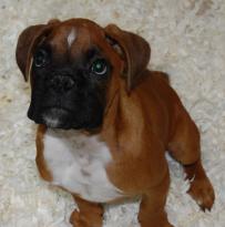 Chunky Home Train Boxer Puppies,