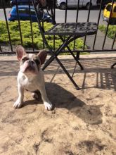 Male Chocolate Pied French Bulldog from Sale