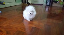 Pomeranian Pups for Adoption