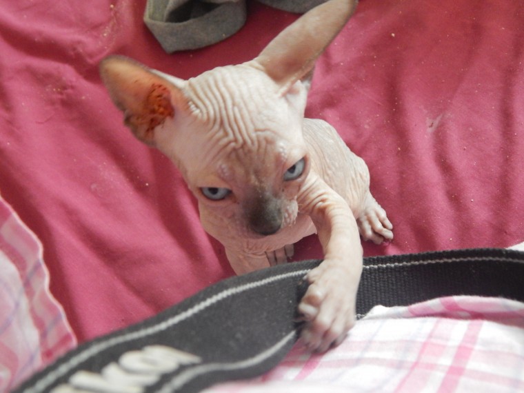 Beutifull Chihuahua Puppies for Rehoming Image eClassifieds4u