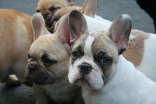 Male Chocolate Pied French Bulldog from Sale Image eClassifieds4u 2