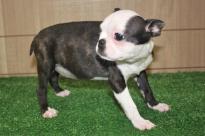 Very healthy and cute Boston Terrier puppies for you. Image eClassifieds4U