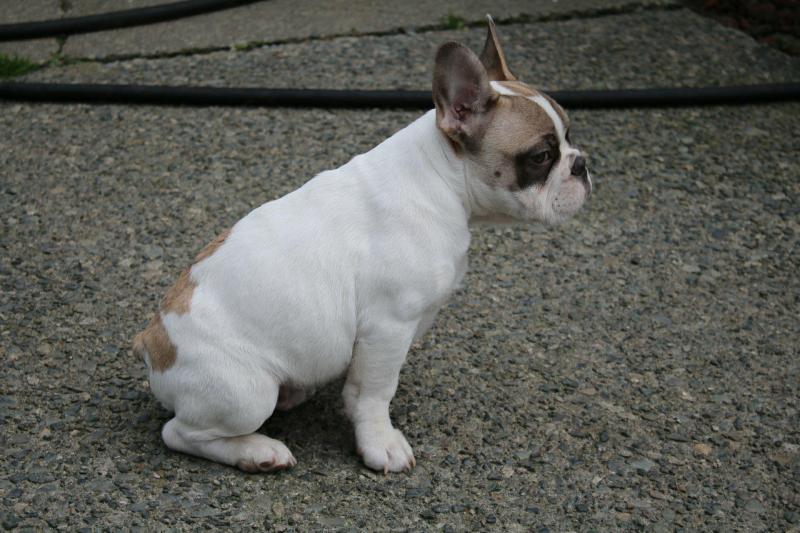 Male Chocolate Pied French Bulldog from Sale Image eClassifieds4u