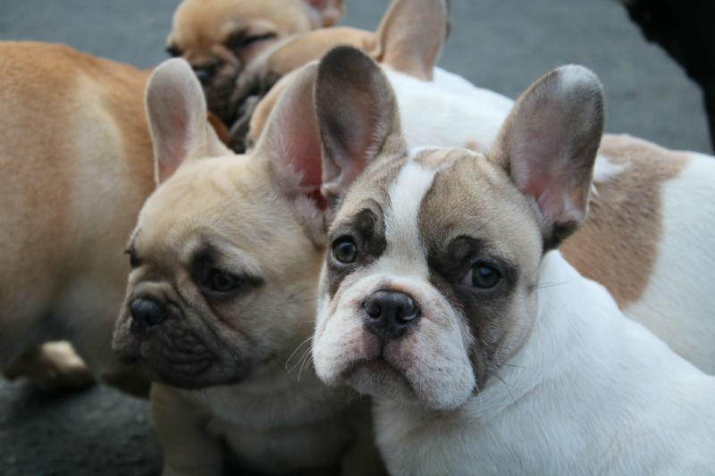 Male Chocolate Pied French Bulldog from Sale Image eClassifieds4u