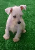 Miniature Schnauzer Puppies Image eClassifieds4u