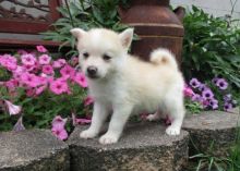 Brilliant Pomsky Puppies for Sale (929) 274-0226