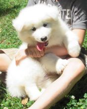 Buoyant Samoyed Puppies for Sale Text (929) 274-0226